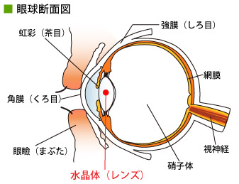 眼球断面図